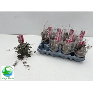 CEROPEGIA WOODII SUP