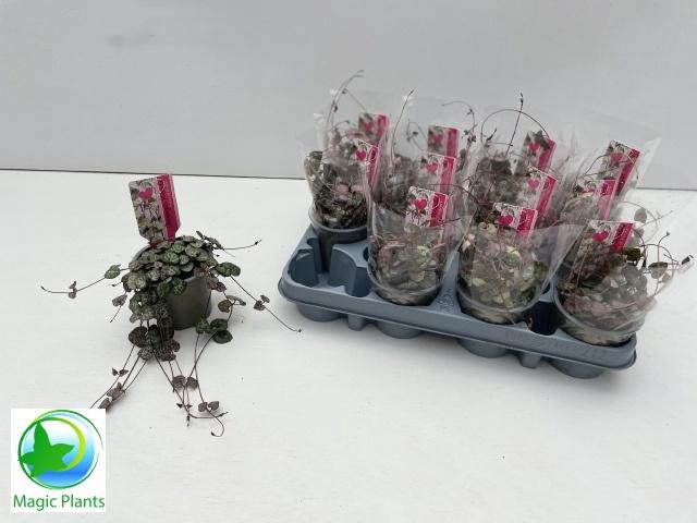 <h4>CEROPEGIA WOODII SUP</h4>