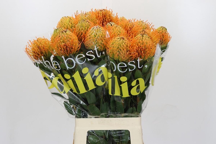 <h4>Nutans Soleil</h4>