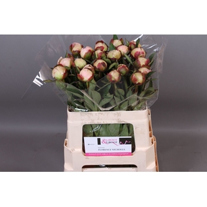Paeonia Florence Nicholls | Heavy Quality