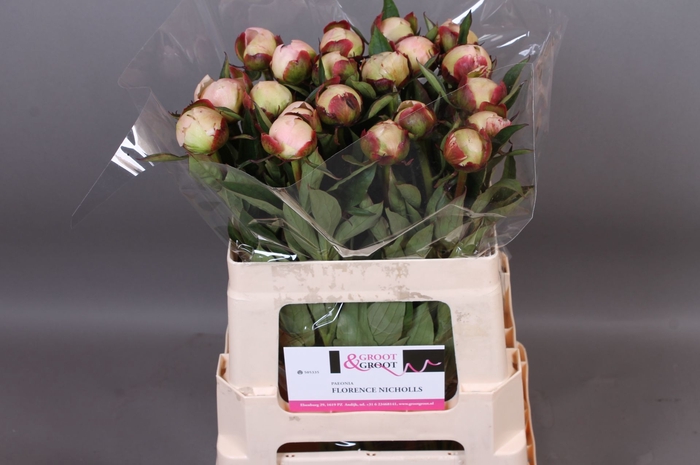 <h4>Paeonia Florence Nicholls | Heavy Quality</h4>