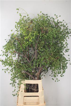 <h4>Lilac De Chine Per Stem</h4>
