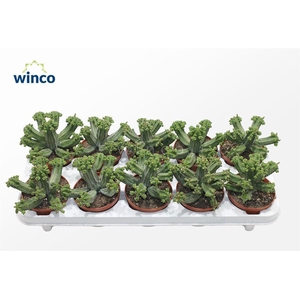 Euphorbia Tubiglance