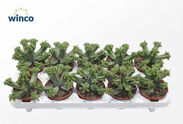 <h4>Euphorbia Tubiglance</h4>