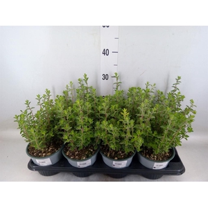 Origanum majorana