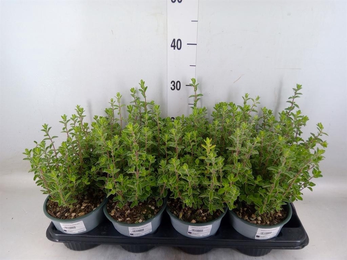 <h4>Origanum majorana</h4>