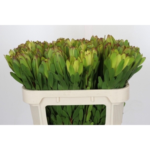 Leucadendron Goldstrike