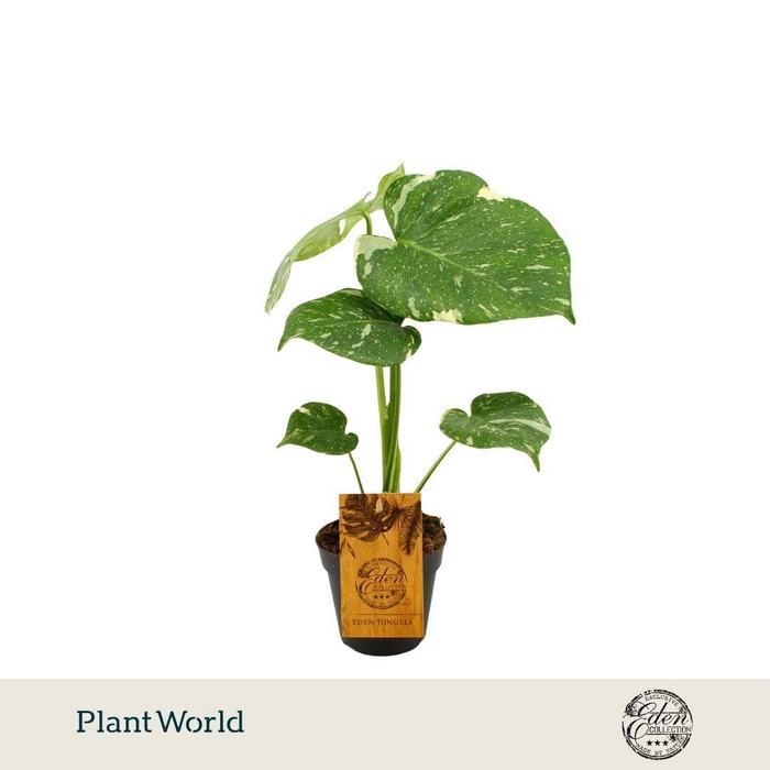 <h4>Monstera Thai Constellation 12cm</h4>