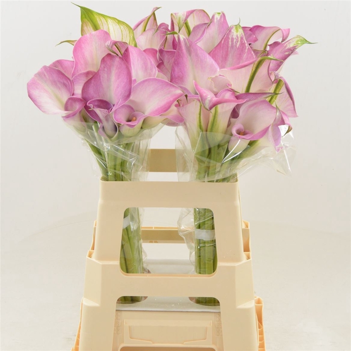 <h4>Calla Denver | Dubbelbloemig</h4>