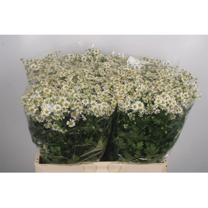 Tanacetum Single Vegmo