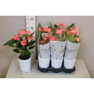 ARR ANTHURIUM