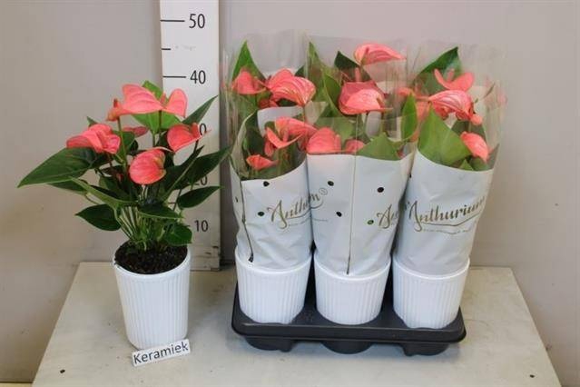 <h4>ANTHU AN PINK CHAMPI</h4>