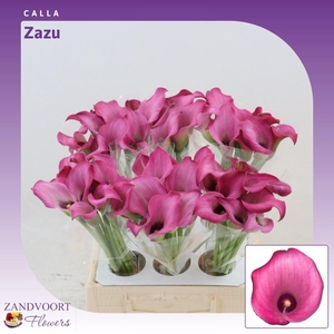 Calla Zazu