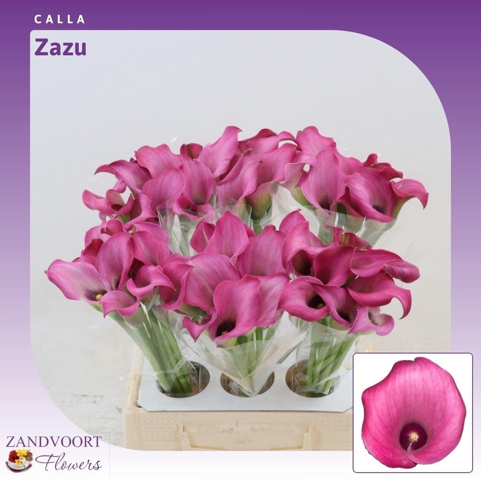 <h4>Calla Zazu</h4>