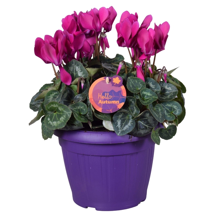 <h4>Cyclamen in Patiopot paars ton sur ton</h4>