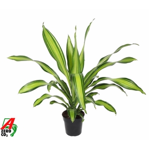 Dracaena Charley