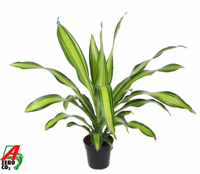 <h4>Dracaena Charley</h4>