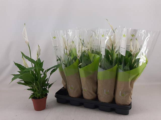 <h4>SPATH TORELLI</h4>