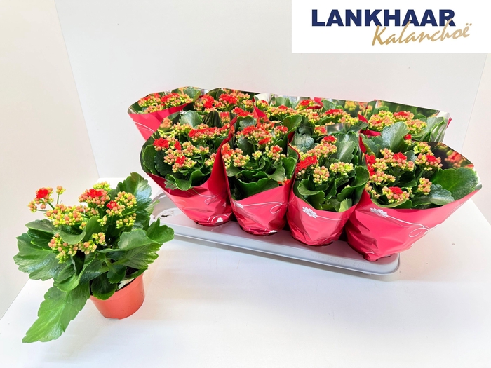 <h4>KAL GE PERFECTA RED</h4>