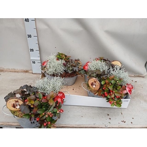 ARR TUINPLANTEN