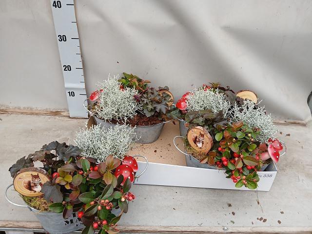<h4>ARR TUINPLANTEN</h4>