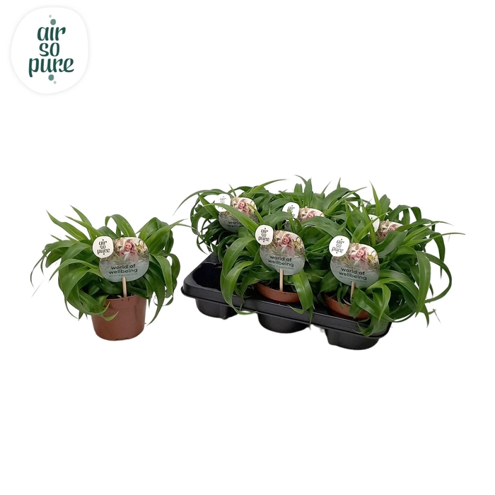 <h4>Chlorophytum com. 'Green Bonnie'</h4>