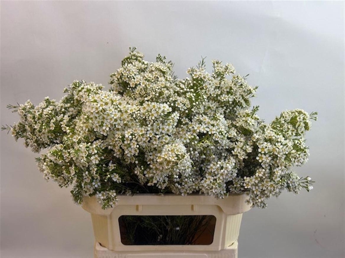 <h4>CHAME UN ARBEL</h4>