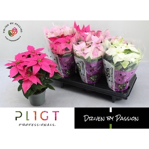 EUPHOR P PRI GEM