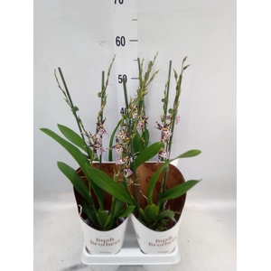 Brassia  'Summer Dream'