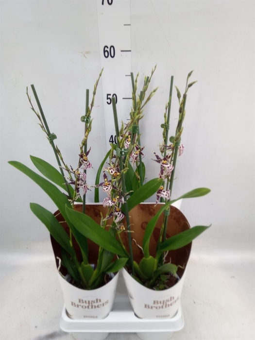 <h4>Brassia  'Summer Dream'</h4>