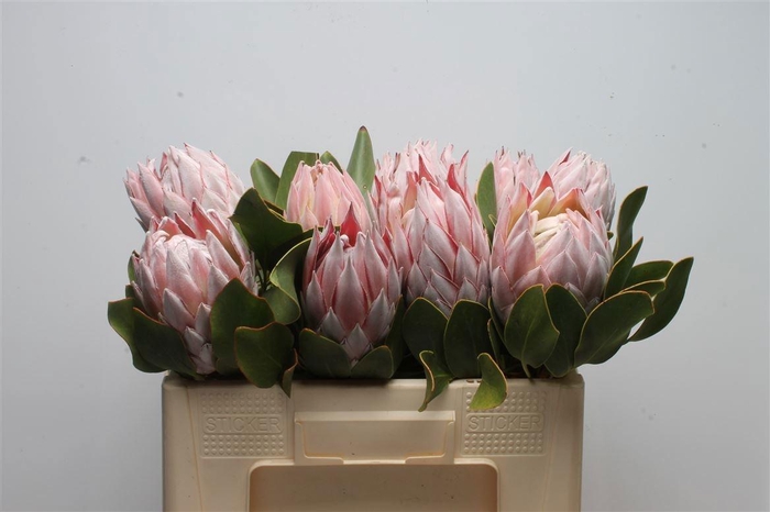 <h4>PROTEA CYNAROIDES</h4>