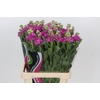 Matthiola Iron Hot Pink