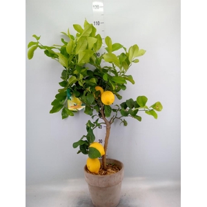 Arr.   Tuinplanten H%