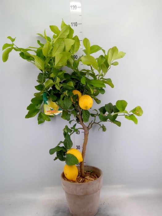 <h4>Arr.   Tuinplanten H%</h4>