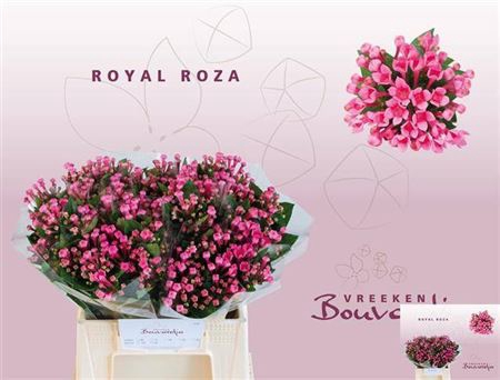 <h4>Bou En Roza</h4>
