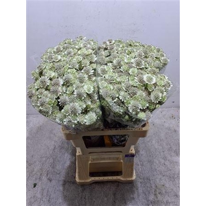 Astr Billion Star Xl