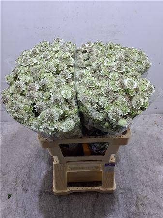 <h4>Astr Billion Star Xl</h4>