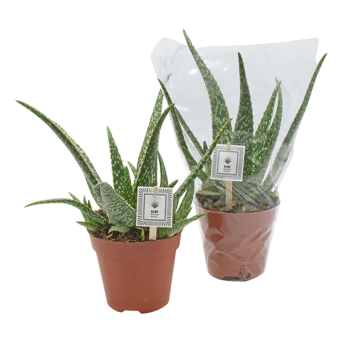 <h4>Aloe Tropical</h4>