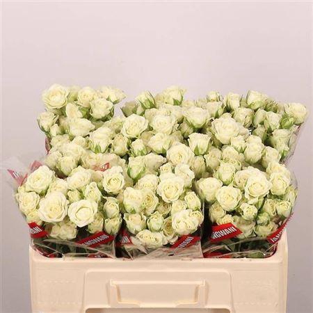 <h4>R Tr Snowflake</h4>