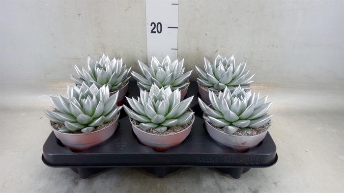 <h4>Echeveria  'Miranda'</h4>