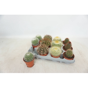 CACTUS GEM 4 SRT