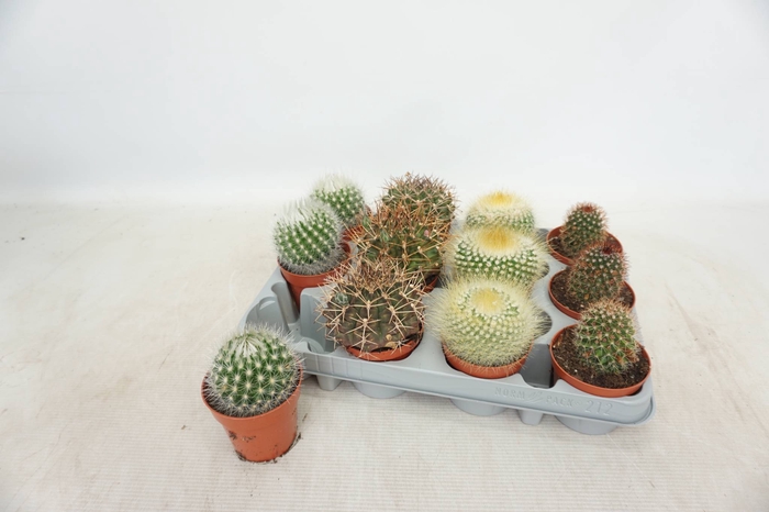 <h4>CACTUS GEM 4 SRT</h4>