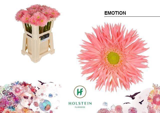 <h4>GERBERA GBS 'GERSPIDER EMOTION'</h4>