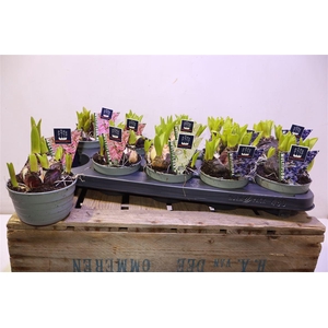 arr8 Tul Gem 4 Kleuren