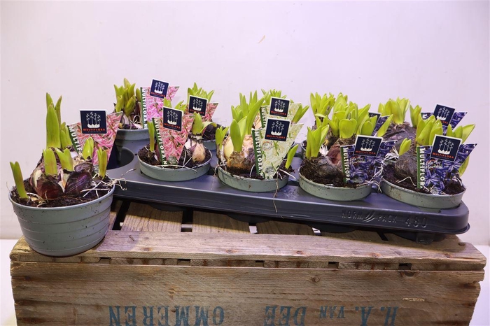 arr8 Tul Gem 4 Kleuren