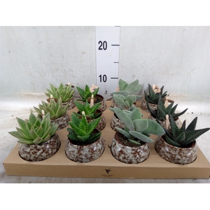 Succulents   ...mix 3