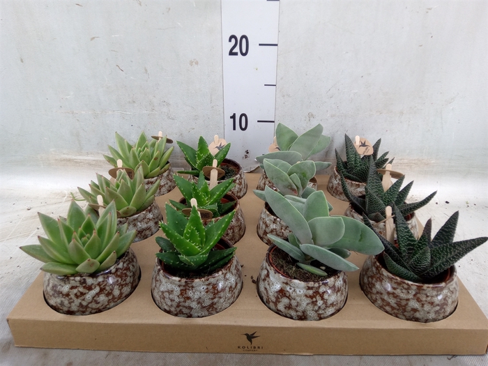 <h4>Succulents   ...mix 3</h4>