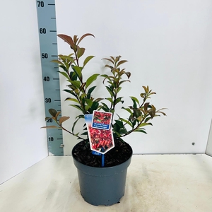 Photinia fraseri 'Carré Rouge'