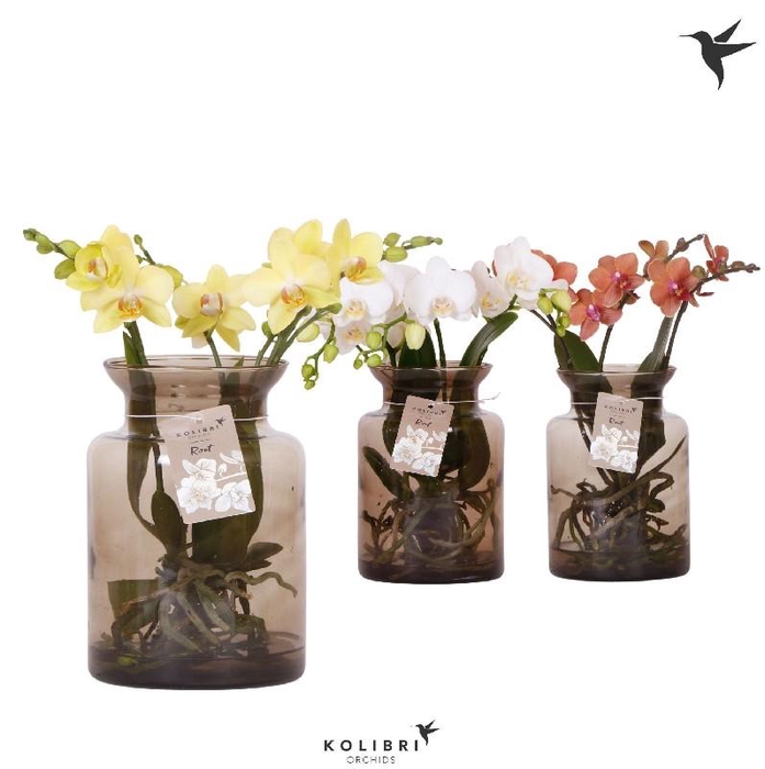 Arrangementen Kolibri H% glas Roots mix in glas stolp brown, 43210BROMIX