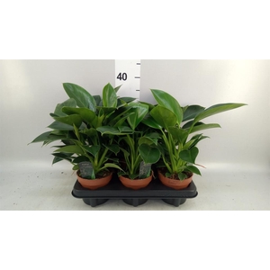 Philodendron  'Green Princess'